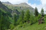 .1-1--subalpiner-Wald-Kaisertal-ca-1600m-Lechtaler-Alpen.jpg