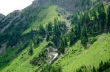 .2-1-subalpiner-Wald-Kaisertal-ca-1600m-Lechtaler-Alpen.jpg
