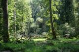 .1-1-Lichtung-Naturwaldreservat-Lkr-Landsberg-Lech.jpg