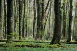 .1-1-Naturwaldreservat-Lkr-Landsberg.jpg