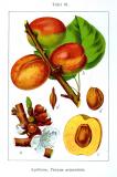 .Aprikose-_Prunus-armeniaca_-Sturm.jpg