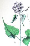 .37-Ausdauerndes-Silberblatt-Lunaria-rediviva-Thome.jpg