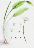 .Baerlauch-Allium-ursinum-Sturm.jpg