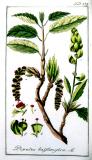 .Balsam-Pappel-Populus-balsamifera-Krauss.jpg