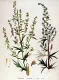 .Beifuss-Artemisia-vulgaris-Jan-Kops.jpg