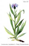 .Berg-Flockenblume-Cyanus-montanus-Centaurea-montana-Oltmanns.jpg