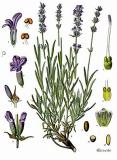 .Echter_Lavendel_Lavandula_angustifolia_-_Koehler–s_Medizinal-Pflanzen-087.jpg