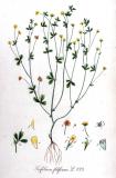 .Faden-Klee-Trifolium-filiforme-Kops.jpg