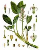 .Fieberklee-Menyanthes-trifoliata-Koehler.jpg