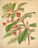 .Fuchsia_denticulata-Hooker.jpg