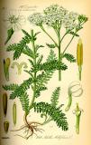 .Gemeine-Schafgarbe-Achillea-millefolium-Thomé.jpg