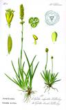 Gewoehnliche-Simsenlilie-Tofieldia-calyculata-Thomé.jpg
