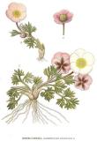 .Gletscher-Hahnenfuss-Ranunculus-glacialis-Lindman.jpg