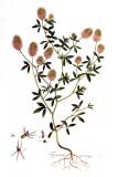 .Hasen-Klee-Trifolium-arvense-Kops.jpg