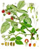 .Himbeere-Rubus_idaeus_-_Koehler–s_Medizinal-Pflanzen-124.jpg