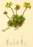 .Hartinger_Immergruenes-Felsenbluemchen-_Draba-aizoides__Atlas_Alpenflora-PS.jpg