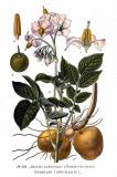 .Kartoffel-Solanum-tuberosum-Masclef.jpg