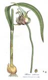 .Knoblauch-Allium-sativum-Woodwill.jpg