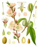 .Mandel-_Prunus-dulcis_-Koehler.jpg