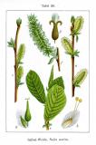 .Ohr-Weide-Salix-aurita-Sturm.jpg
