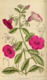 Violette-Petunie-Petunia-integrifolia-Curtis.jpg