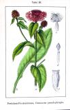 .Phrygische-Flockenblume-Centaurea-phrygia-Sturm.jpg
