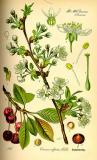 .Sauerkirsche-Prunus-cerasus-Thomé.jpg