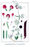 .Schmalblaettrige-Wicke-_Vicia-angustifolia_-Krause-Sturm.jpg