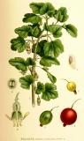 .Stachelbeere-Ribes-uva-crispa-Lindman.jpg