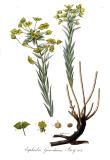 .Kops-Euphorbia_gerardiana_—_Flora_Batava_—_Volume_v9-PS.jpg