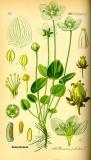 .Sumpf-Herzblatt-Parnassia-palustris-Thomé.jpg