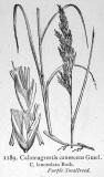 .Sumpf-Reitgras-Calamagrostis-canescens-Fitch.jpg