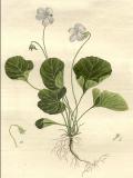 .Sumpf-Veilchen-Viola-palustris-Kops-2.jpg