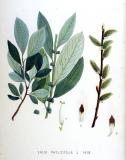 .Teeblaettrige-Weide-Salix-phylicifolia-Kops.jpg
