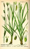 .Wald-Segge-Carex-sylvatica-Thomé.jpg