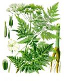 .Wiesenkerbel-Anthriscus-sylvestris-Koehler–s_Medizinal-Pflanzen.jpg