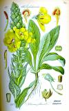 .Windblumen-Koenigskerze-Verbascum-phlomoides-Thomé.jpg