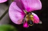 .604_4405-Schwarzbuerstige-Blattschneiderbiene-_Megachile-nigriventris_.jpg