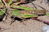 .Europaeische-Wanderheuschrecke-Locusta--migratoria-Weibchen-Vidulis-Tagliamento-Friaul-_3_-PS.jpg