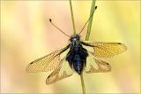 .503_4889-Libellen-Schmetterlingshaft-2.jpg