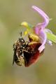 .Ameisen-Schwebfliege-(Microdon-mutabilis)-M-Scheinkopulation-auf-Orchidee-hier-Hummel-Ragwurz-(Ophrys-holoserica)-3.jpg