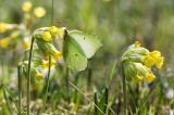 20080427_NIKON_D300_0248-Zitronenfalter.jpg
