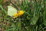 20080427_NIKON_D300_0250-Zitronenfalter.jpg