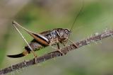 Kurzfluegelige-Beissschrecke-Metrioptera-brachyptera-Weibchen-Lechaue-PS.jpg