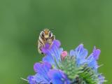 P1016070-Garten-Blattschneiderbiene.JPG