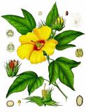 .Baumwolle_Gossypium_barbadense_-_Koehler–s_Medizinal-Pflanzen-068-PS.jpg
