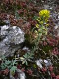 Berg-Steinkraut_Alyssum_-montanum_subsp._gmelinii.jpg