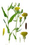 .Illustration_Picris_hieracioides0-PS.jpg