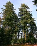 Pseudotsuga_menziesii_Schleus_Berg_Suhl_Th_Dreger-PS.jpg