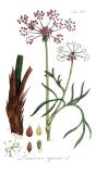 Adolphus_Ypey_Echter_Haarstrang_Peucedanum_officinale-PS.jpg